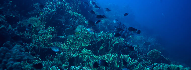 Why Scuba Murdeshwara Offers the Best Scuba Diving in Murdeshwara